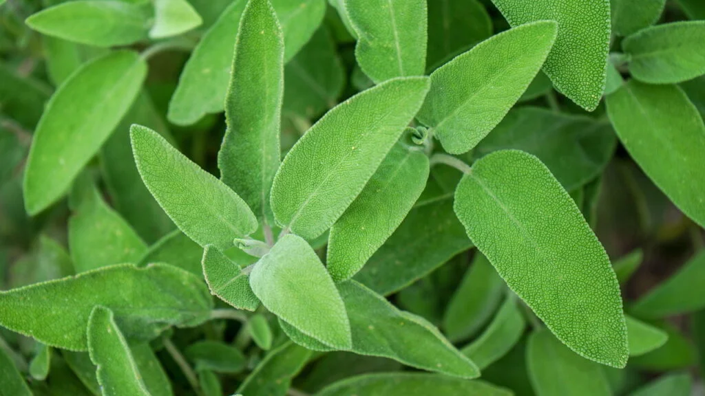 Doenças Inflamatórias